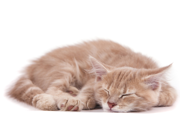 【しつけ:お留守番編】猫にお留守番させる時の注意点