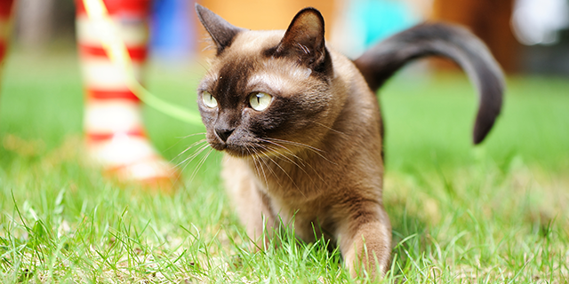 burmese
