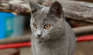 chartreux