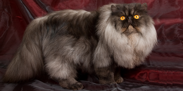 persian
