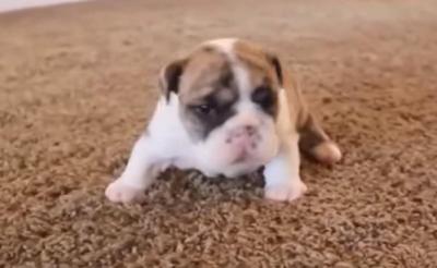 必死さがたまらない!歩く練習をする犬の赤ちゃん