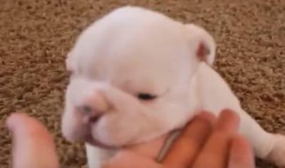 必死さがたまらない!歩く練習をする犬の赤ちゃん