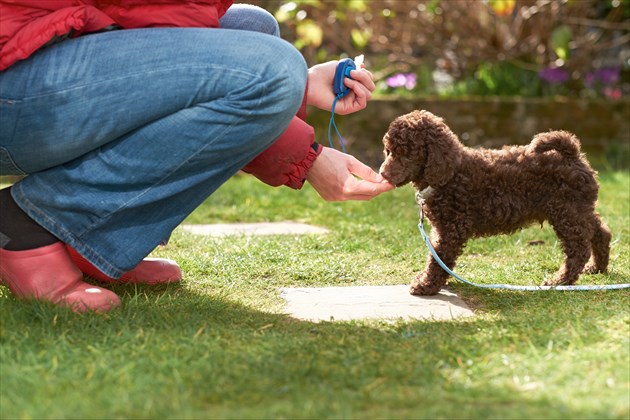 shutterstock_181328015_R