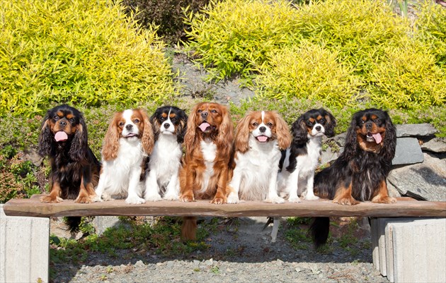 shutterstock_192267947_R