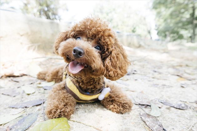shutterstock_275554985_R