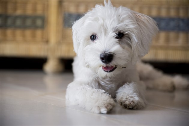 shutterstock_316794587_R