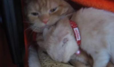 過保護なの?子猫に毛づくろいをしすぎる親猫