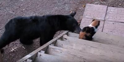 熊さえも怯える凜々し過ぎる猫パンチ