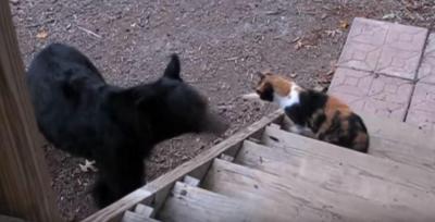 熊さえも怯える凜々し過ぎる猫パンチ