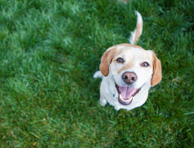 気づいてあげて! 犬が発するストレスサイン4つ