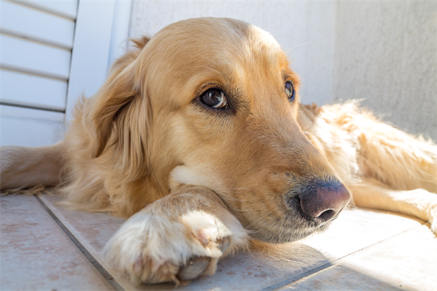 shutterstock_374338753_R