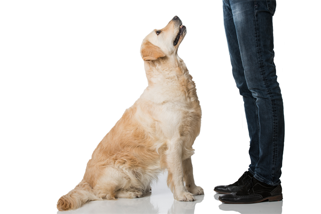 shutterstock_375389719_R