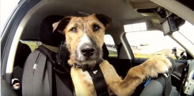 驚き!犬がドライバー、見事なハンドルさばき