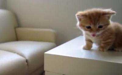 叱られてしまい、しょんぼりする子猫