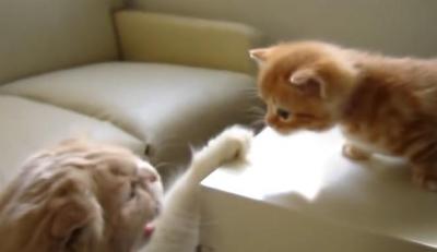 叱られてしまい、しょんぼりする子猫
