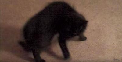 まるでスパイダーマンの様に動く猫