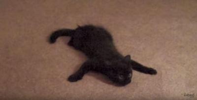 まるでスパイダーマンの様に動く猫