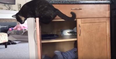 猫に閉じ込められた赤ちゃん