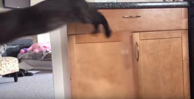 猫に閉じ込められた赤ちゃん