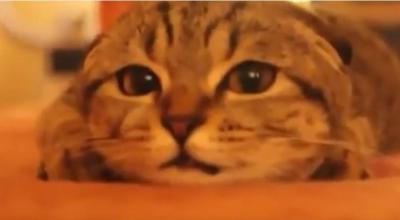 恐いけど目が離せない!ホラー映画を鑑賞する猫