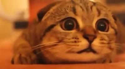 恐いけど目が離せない!ホラー映画を鑑賞する猫