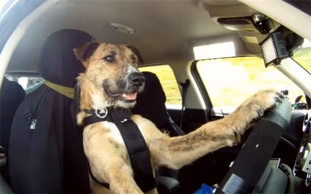 doriverdog_R
