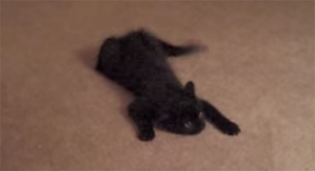 spidermancat_R