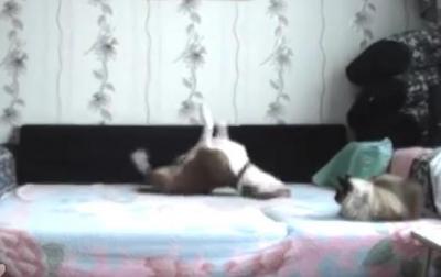 今がチャンス!?留守番中にひとりで興奮する犬