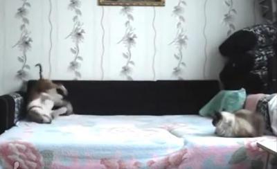 今がチャンス!?留守番中にひとりで興奮する犬