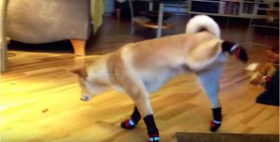 靴を履く犬、上手く歩けません