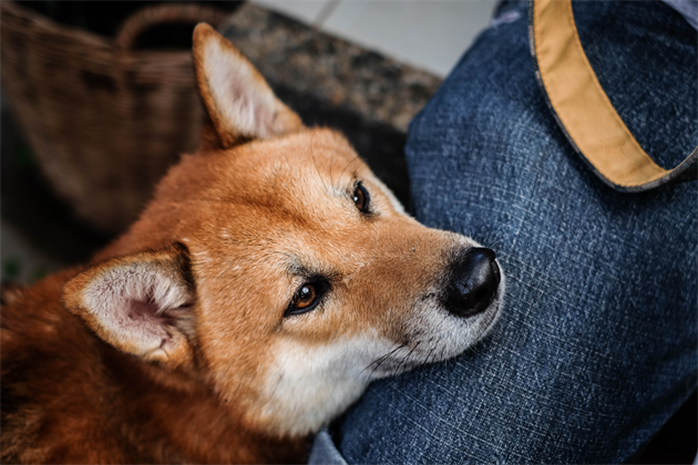 shutterstock_379986151_R