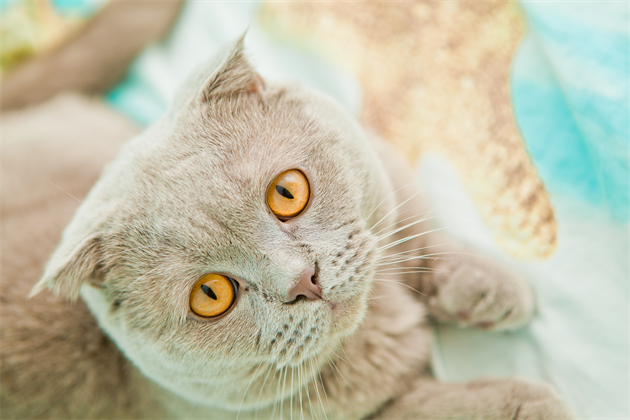 shutterstock_363982190_R