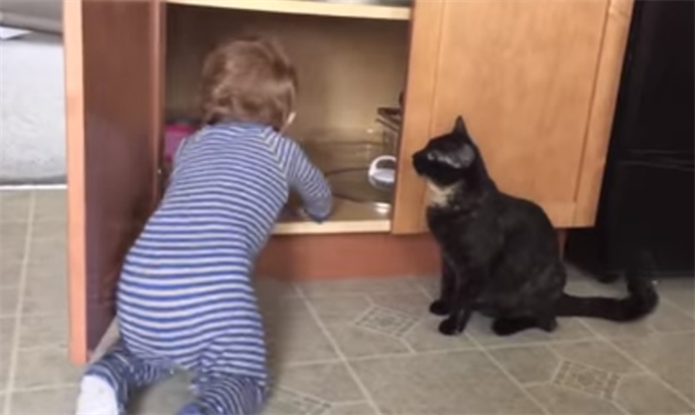babycat_R