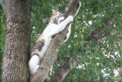 木から下りられなくなった仔猫の結末は?