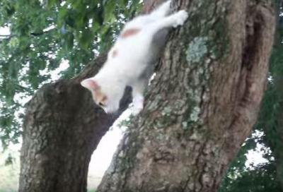 木から下りられなくなった仔猫の結末は?