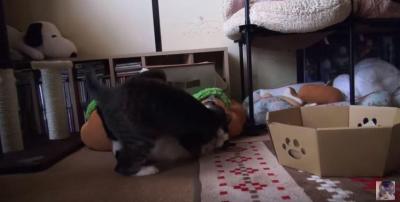 バランス崩して落ちる猫の惨劇