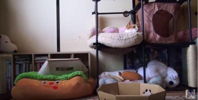 バランス崩して落ちる猫の惨劇