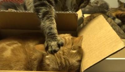 やっぱり狭い所が好き!?箱に入る10匹の猫