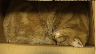 やっぱり狭い所が好き!?箱に入る10匹の猫
