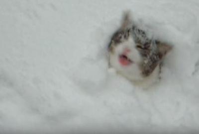 猫は喜び庭かけまわり、雪に突っ込む