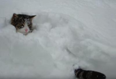 猫は喜び庭かけまわり、雪に突っ込む