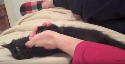あなたはどんどん眠くなる・・・猫に催眠術?