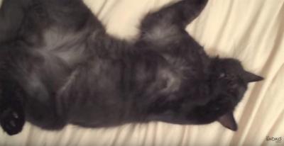 あなたはどんどん眠くなる・・・猫に催眠術?