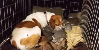 人間に仔猫の世話を任せられない犬