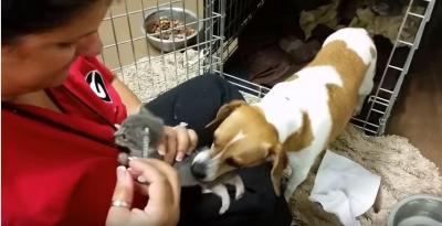 人間に仔猫の世話を任せられない犬