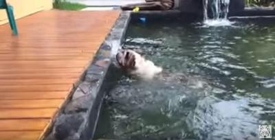 魚を追いかけ池に落ちるアメリカンブルドッグ