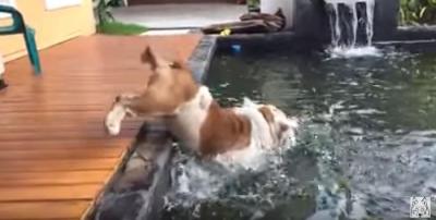 魚を追いかけ池に落ちるアメリカンブルドッグ