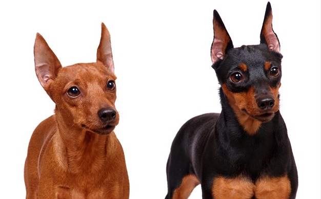 Miniature Pinscher_R