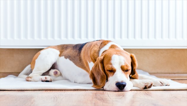 shutterstock_117017113_R