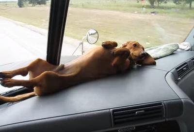 車のダッシュボードの上で寝る犬